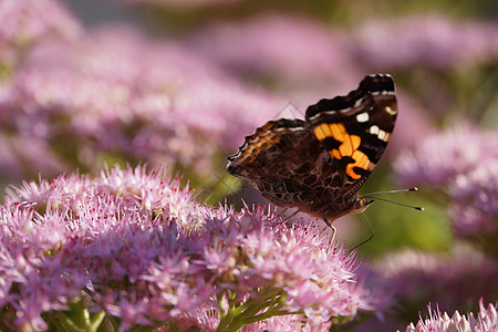 蝴蝶和花背景图片