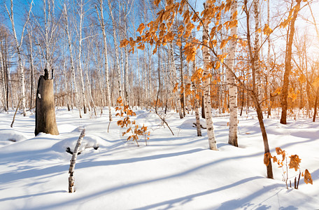 雪地红叶枯树高清图片