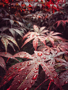 梦幻水滴与树叶雨中的红叶背景