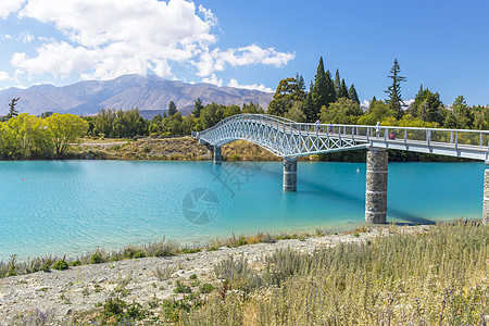 新西兰松树新西兰蓝湖和桥背景