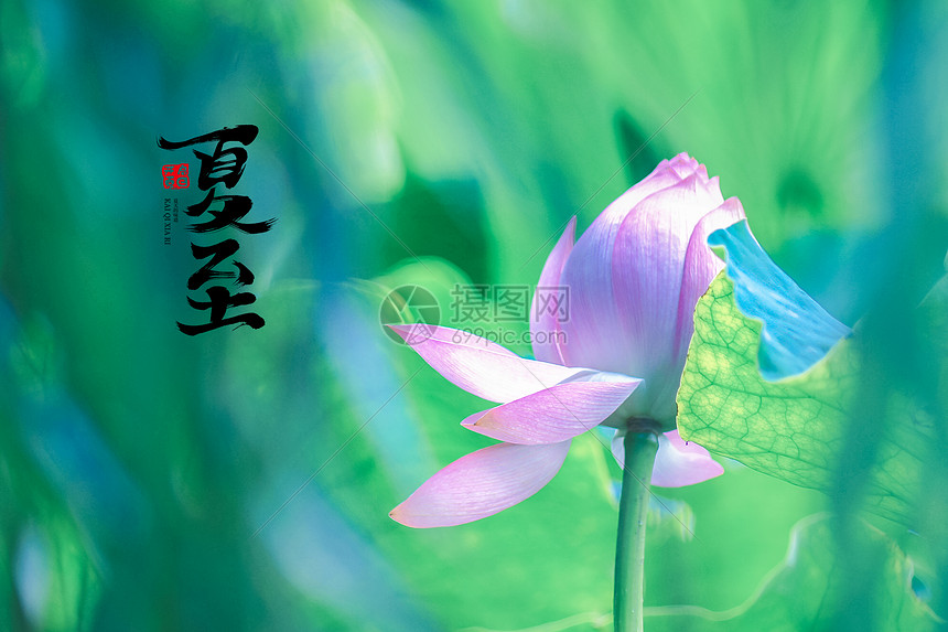 夏至时节荷花特写