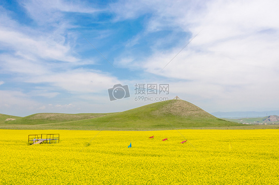 青海湖油菜花图片