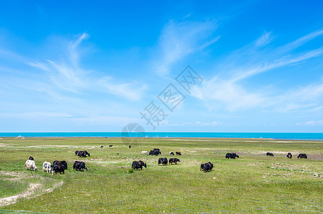 高原羊青海湖夏日风光背景