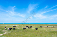 青海湖夏日风光图片