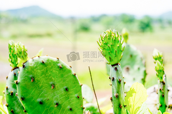 天空下的仙人掌图片