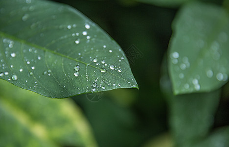 雨季背景图片