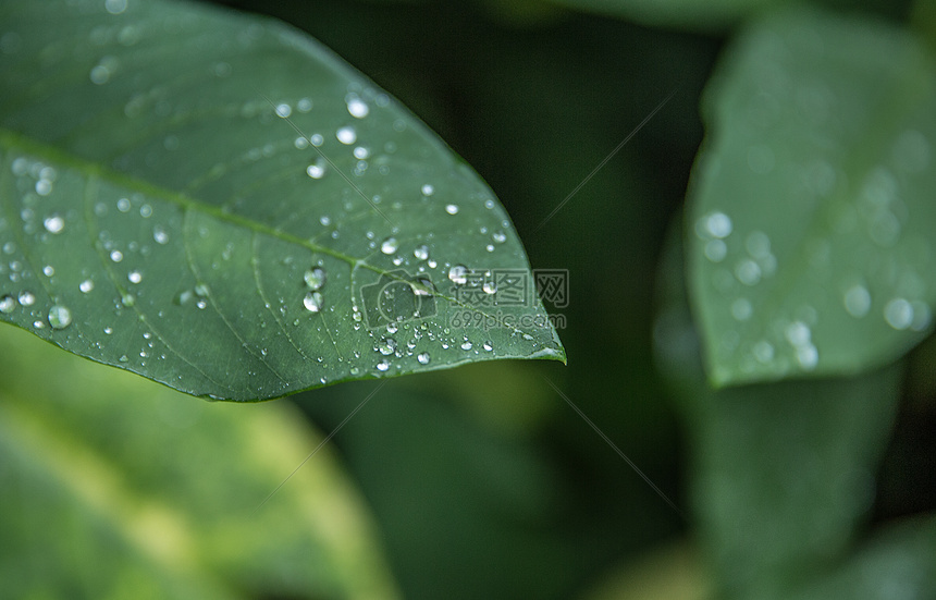 雨季
