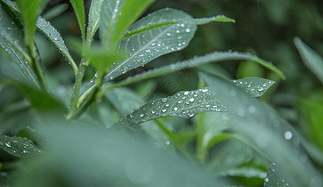 雨季图片