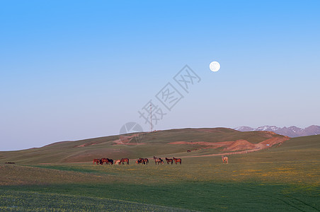 环保对比月出草原日落马背景