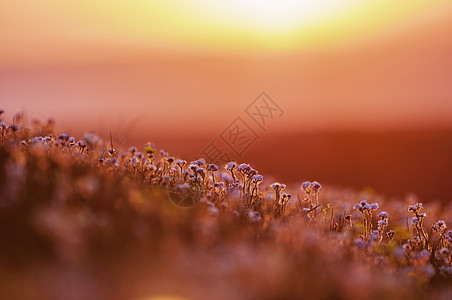 高山花草原日落山花野花背景