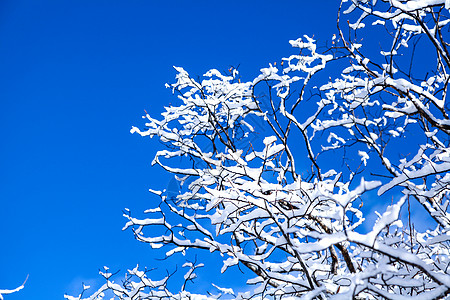 蓝天背景里舒展的树枝有结冰和积雪背景图片