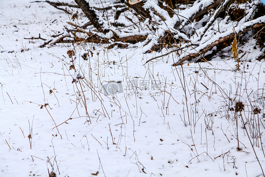 雪地里的枯草和枯树图片