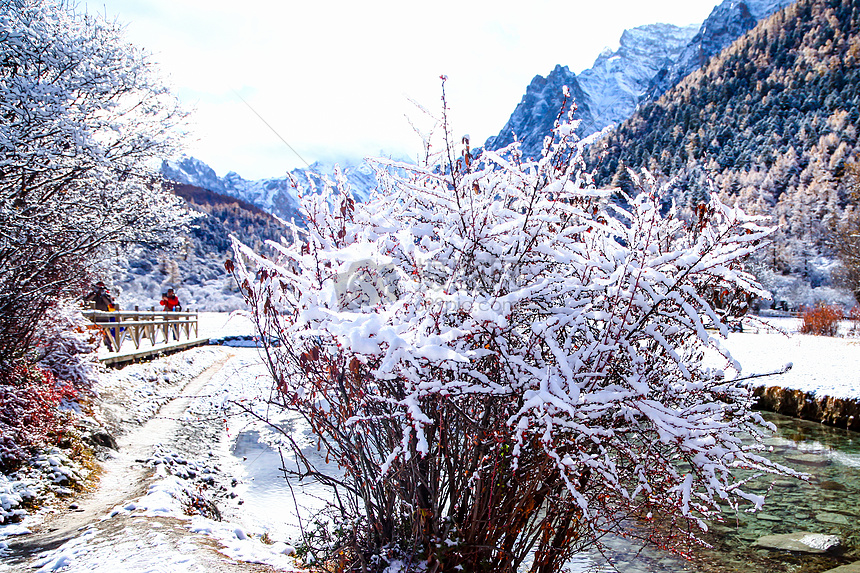 河边小路红叶树木上积着雪图片