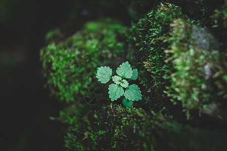 春绿花草树木绿色植物背景