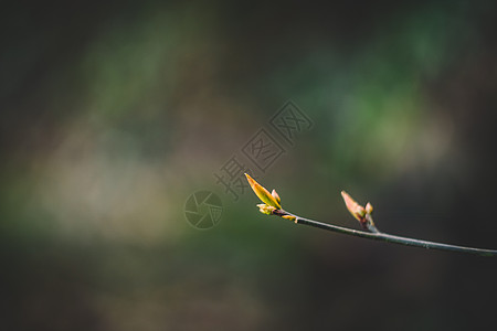 花草树木绿色植物图片