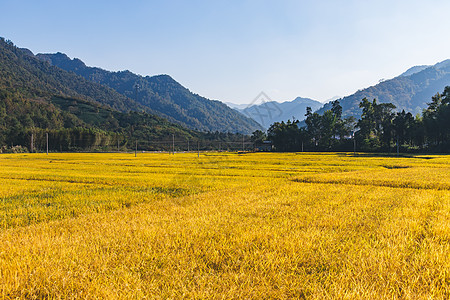 黄色麦田芒种时节金色麦田背景