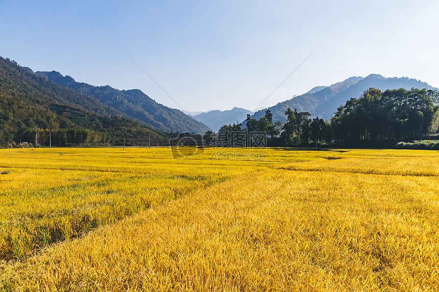 芒种时节金色麦田图片