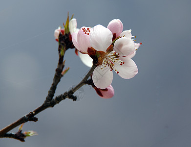 山桃花图片