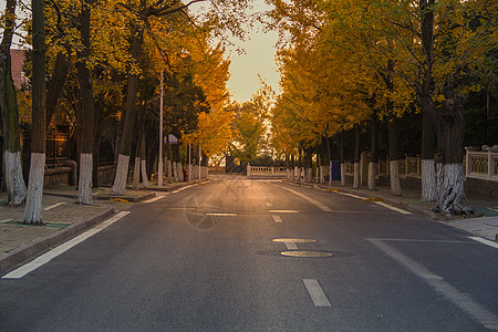 银杏树林立的马路高清图片