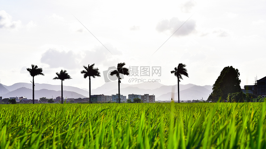 美丽乡村剪影