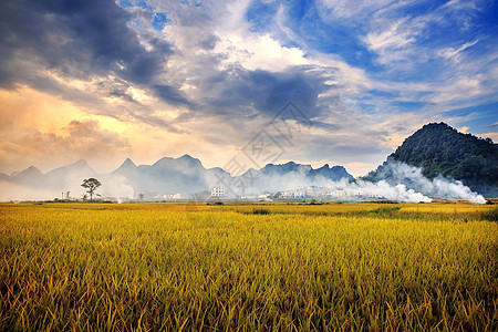 稻田风景芒种时节田园风光背景