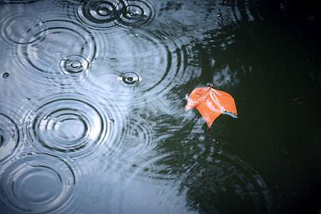 落叶漂浮雨水高清图片