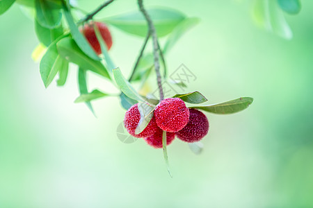 慈溪杨梅夏天慈溪高清图片