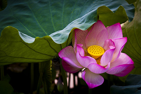 荷花佛教莲花高清图片