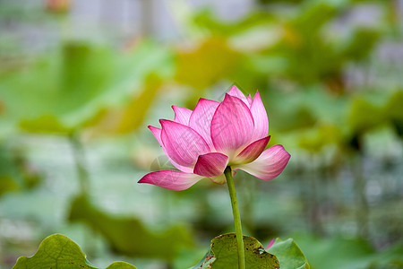 荷花佛教莲花高清图片