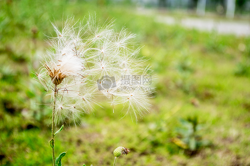 夏天里欲乘风飞翔的蒲公英图片