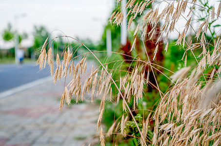 夏天的荞麦图片