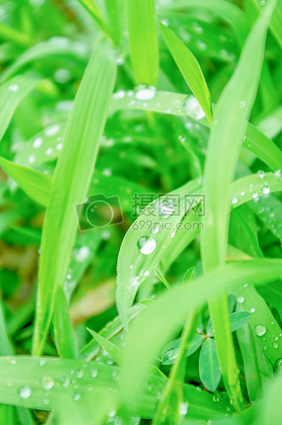 夏天-雨水与植物图片