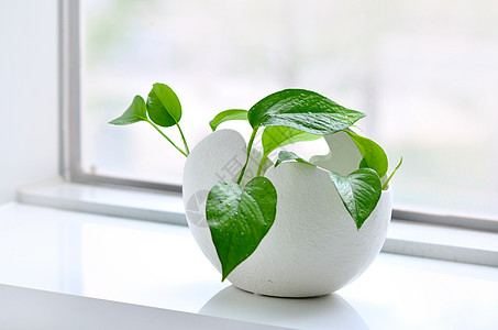 新鲜植物净化空气的草本植物背景