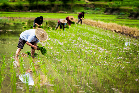 很热劳动农民插秧的农民伯伯们背景