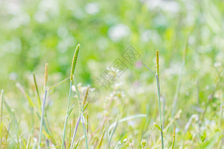 夏天的植物的绿色背景图片