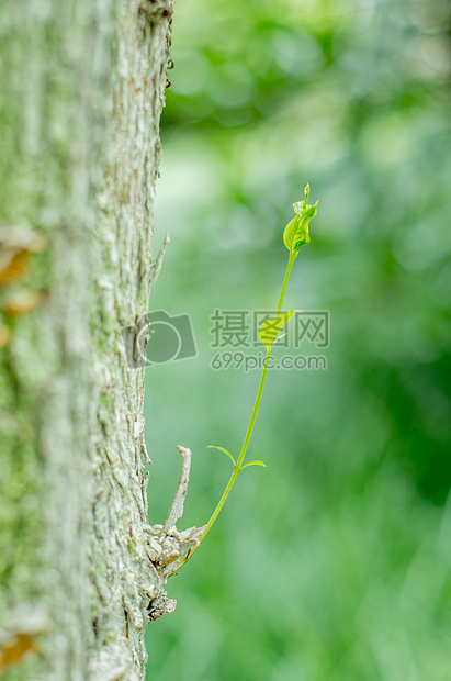 夏天-树干上的生命图片