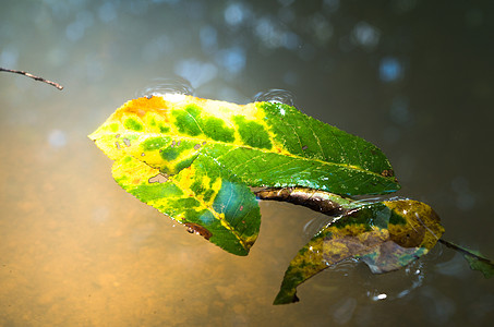 阳光下漂浮在水中的落叶高清图片