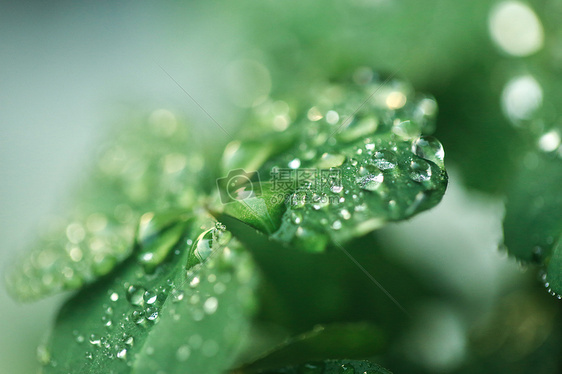 夏日校园带露珠的四叶草图片