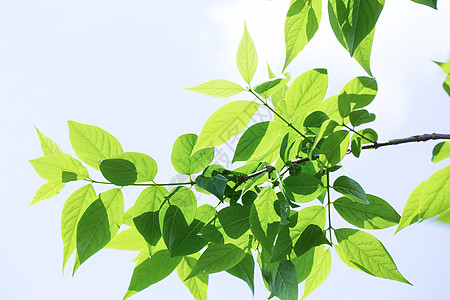 校园植物夏日午后的树叶背景