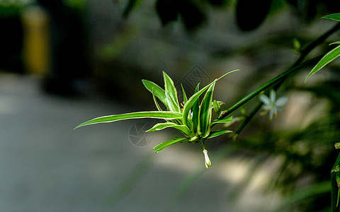 夏日的花草树木图片