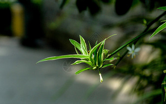 夏日的花草树木图片