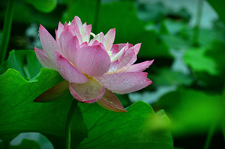 含苞待放雨后禅荷高清图片