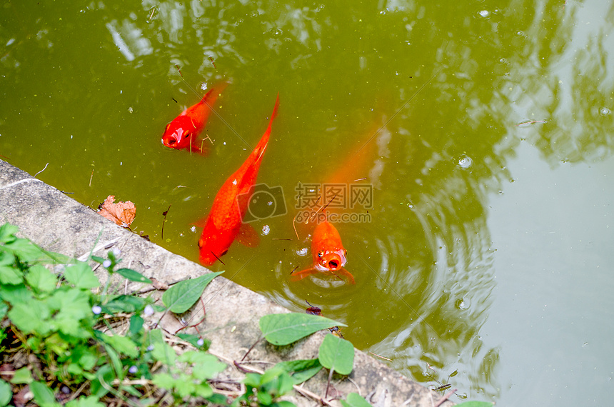 游出水面呼吸的红色锦鲤图片