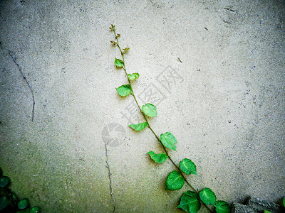 藤蔓植物背景图片