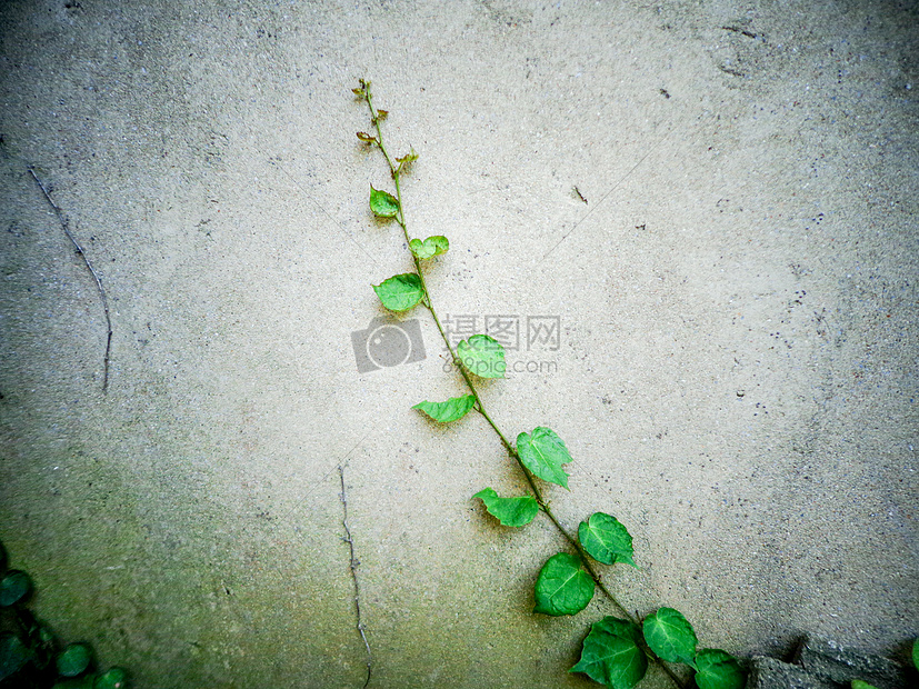藤蔓植物图片