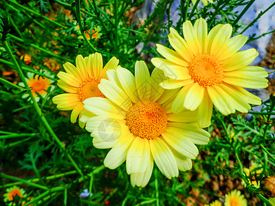 夏天盛开的花朵背景图片