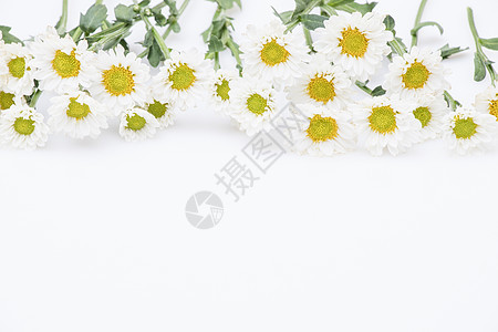 小雏菊鲜花留白背景背景图片