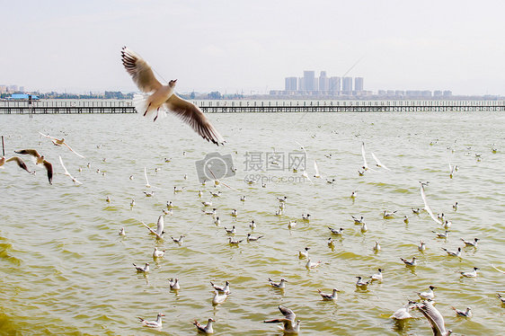 云南-滇池的海鸥图片