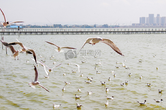 云南-滇池的海鸥图片