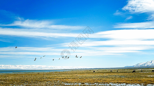 草原野牛新疆巴里坤湖背景